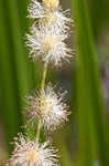 American bur-reed